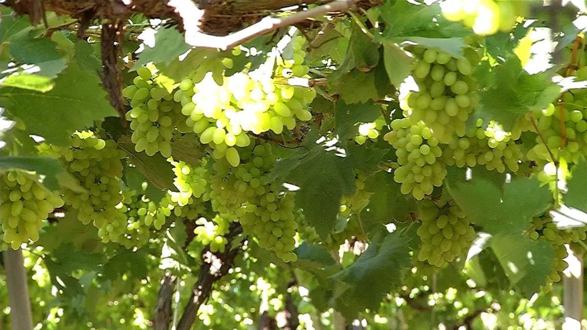 Procura pelas uvas sem semente na véspera do Ano Novo faz quilo disparar para mais de R$ 30 na Espanha